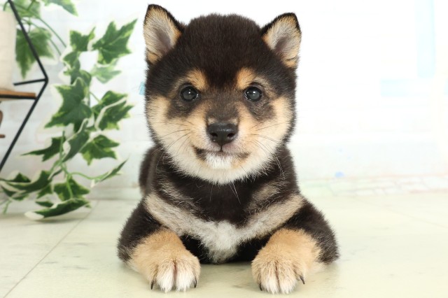 大分県の豆柴 (Coo&RIKU大分店/2026年4月16日生まれ/男の子/黒)の子犬の1枚目の画像