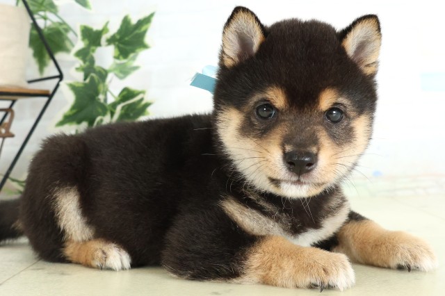 大分県の豆柴 (Coo&RIKU大分店/2026年4月16日生まれ/男の子/黒)の子犬の2枚目の画像