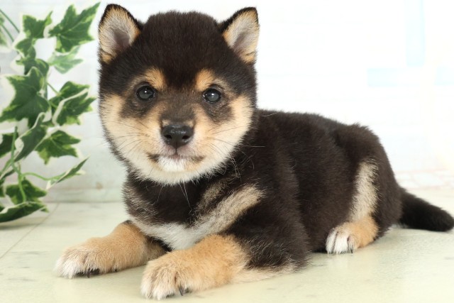 大分県の豆柴 (Coo&RIKU大分店/2026年4月16日生まれ/男の子/黒)の子犬の3枚目の画像