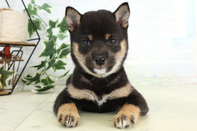 福岡県の豆柴 (Coo&RIKUフォレストシティ春日店/2026年4月16日生まれ/女の子/黒)の子犬