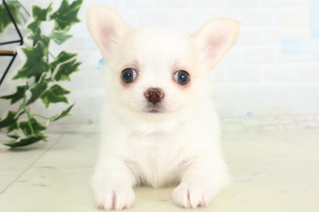 長崎県のチワワ(ロング) (Coo&RIKU大村店/2026年4月19日生まれ/男の子/ホワイトクリーム)の子犬の1枚目の画像