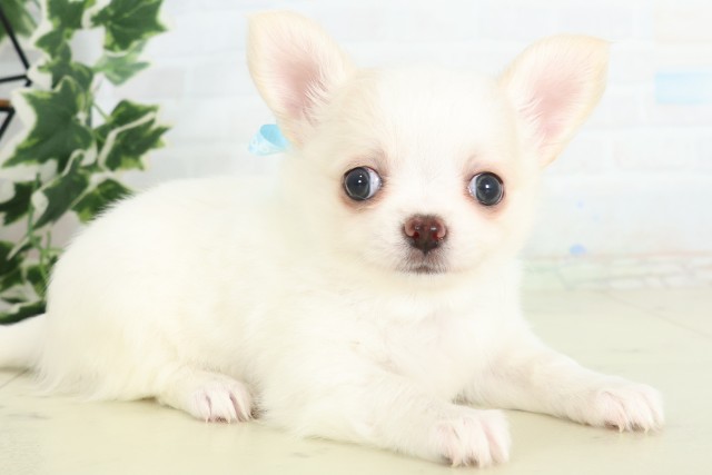 長崎県のチワワ(ロング) (Coo&RIKU大村店/2026年4月19日生まれ/男の子/ホワイトクリーム)の子犬の2枚目の画像