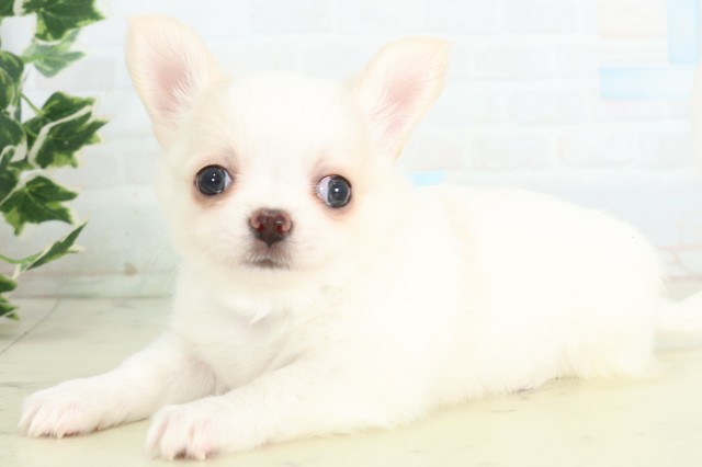 長崎県のチワワ(ロング) (Coo&RIKU大村店/2026年4月19日生まれ/男の子/ホワイトクリーム)の子犬の3枚目の画像