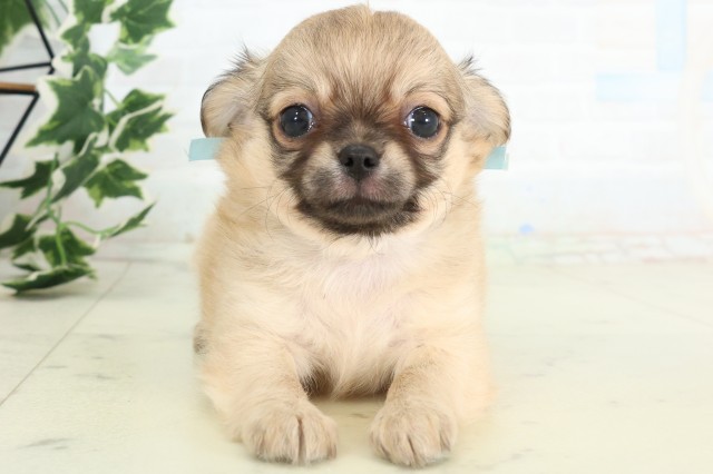 長崎県のチワワ(ロング) (Coo&RIKU長崎浜町店/2026年4月17日生まれ/男の子/フォーン)の子犬の1枚目の画像