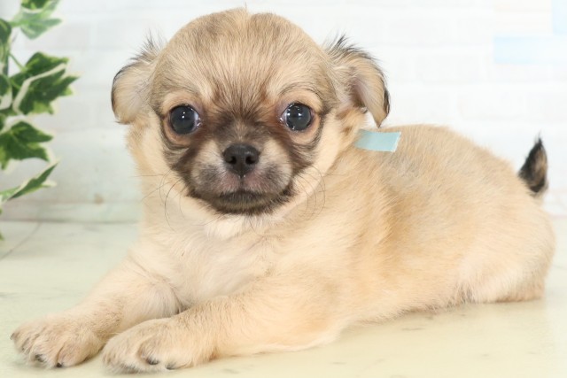 長崎県のチワワ(ロング) (Coo&RIKU長崎浜町店/2026年4月17日生まれ/男の子/フォーン)の子犬の3枚目の画像