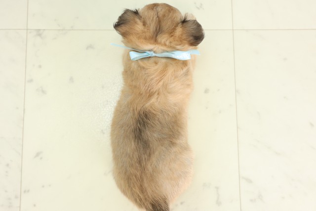 長崎県のチワワ(ロング) (Coo&RIKU長崎浜町店/2026年4月17日生まれ/男の子/フォーン)の子犬の4枚目の画像
