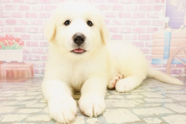 神奈川県のグレートピレニーズ (Coo&RIKU江の島店/2026年4月20日生まれ/女の子/ホワイト)の子犬の1枚目の画像