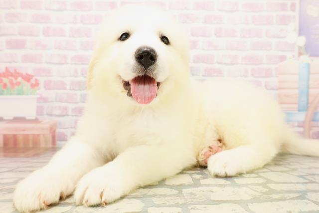 神奈川県のグレートピレニーズ (Coo&RIKU江の島店/2026年4月20日生まれ/女の子/ホワイト)の子犬の2枚目の画像