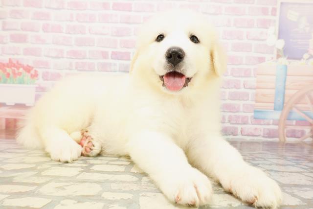 神奈川県のグレートピレニーズ (Coo&RIKU江の島店/2026年4月20日生まれ/女の子/ホワイト)の子犬の3枚目の画像