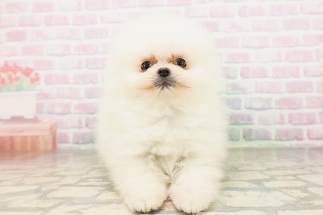 千葉県のポメラニアン (Coo&RIKU東金店/2026年4月21日生まれ/男の子/クリーム)の子犬