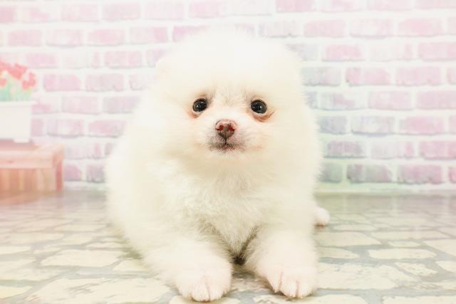 長野県のポメラニアン (Coo&RIKU綿半上田店/2026年4月21日生まれ/女の子/クリーム)の子犬の1枚目の画像