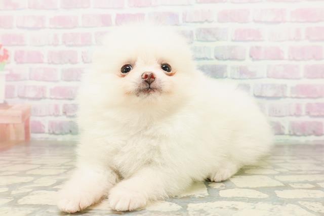 長野県のポメラニアン (Coo&RIKU綿半上田店/2026年4月21日生まれ/女の子/クリーム)の子犬の2枚目の画像