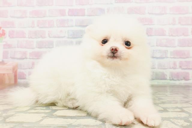 長野県のポメラニアン (Coo&RIKU綿半上田店/2026年4月21日生まれ/女の子/クリーム)の子犬の3枚目の画像