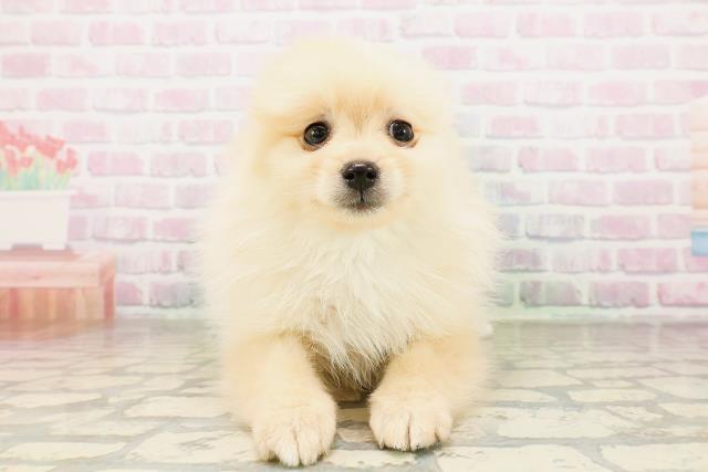 石川県のポメラニアン (Coo&RIKUイオン野々市南店/2026年4月19日生まれ/男の子/クリーム)の子犬の1枚目の画像