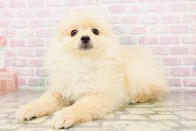 石川県のポメラニアン (Coo&RIKUイオン野々市南店/2026年4月19日生まれ/男の子/クリーム)の子犬の2枚目の画像
