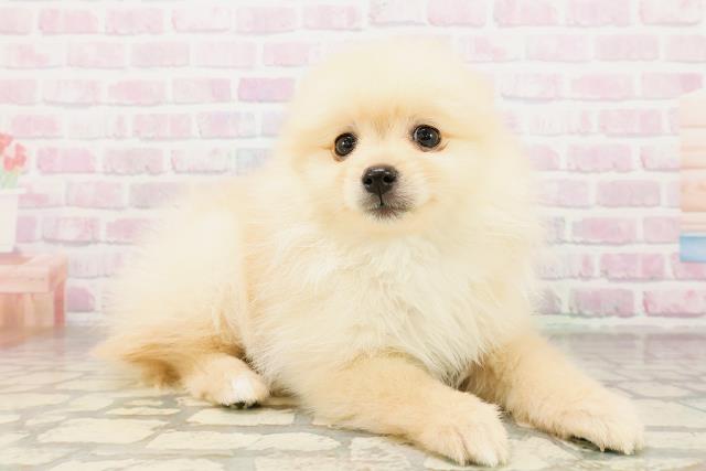 石川県のポメラニアン (Coo&RIKUイオン野々市南店/2026年4月19日生まれ/男の子/クリーム)の子犬の3枚目の画像