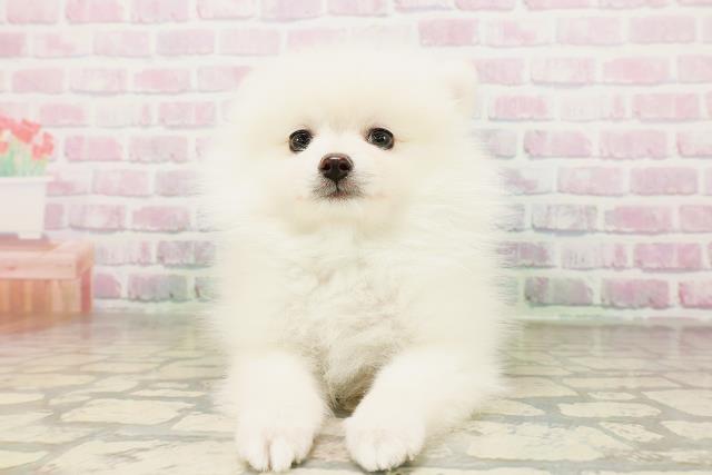 兵庫県のポメラニアン (Coo&RIKU神戸垂水店/2026年4月19日生まれ/男の子/クリーム)の子犬の1枚目の画像