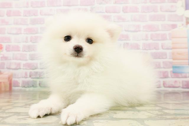 兵庫県のポメラニアン (Coo&RIKU神戸垂水店/2026年4月19日生まれ/男の子/クリーム)の子犬の2枚目の画像