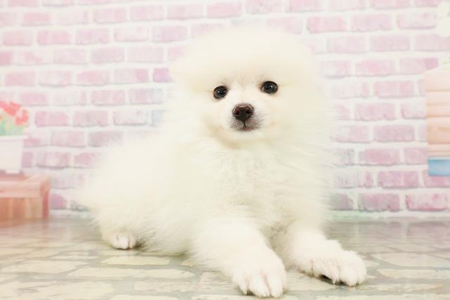 兵庫県のポメラニアン (Coo&RIKU神戸垂水店/2026年4月19日生まれ/男の子/クリーム)の子犬の3枚目の画像
