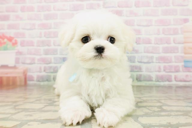 鳥取県のマルチーズ (Coo&RIKUラ・ムー鳥取東店/2026年4月19日生まれ/男の子/ホワイト)の子犬