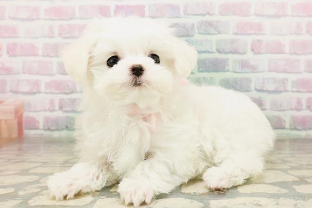 和歌山県のマルチーズ (Coo&RIKU和歌山店/2026年4月19日生まれ/女の子/ホワイト)の子犬の2枚目の画像