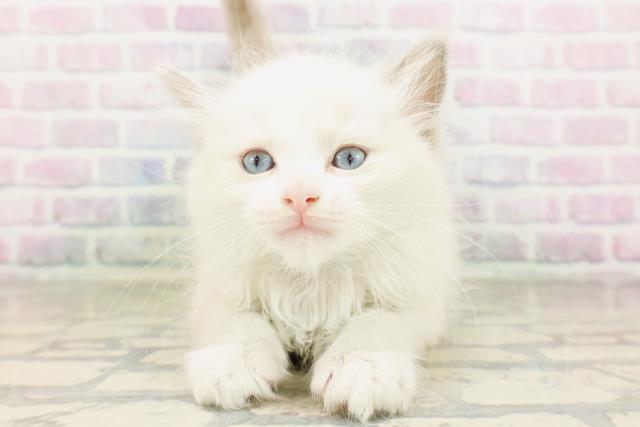 群馬県のラグドール (Coo&RIKU高崎店/2026年4月19日生まれ/男の子/ブルーポイントバイカラー)の子猫の1枚目の画像