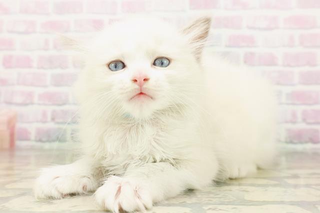 群馬県のラグドール (Coo&RIKU高崎店/2026年4月19日生まれ/男の子/ブルーポイントバイカラー)の子猫の2枚目の画像