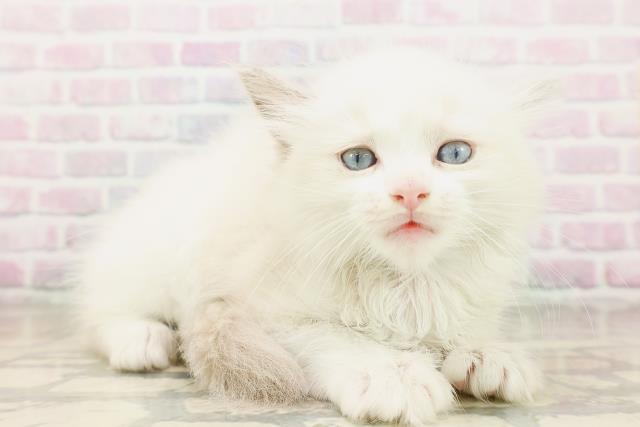 群馬県のラグドール (Coo&RIKU高崎店/2026年4月19日生まれ/男の子/ブルーポイントバイカラー)の子猫の3枚目の画像
