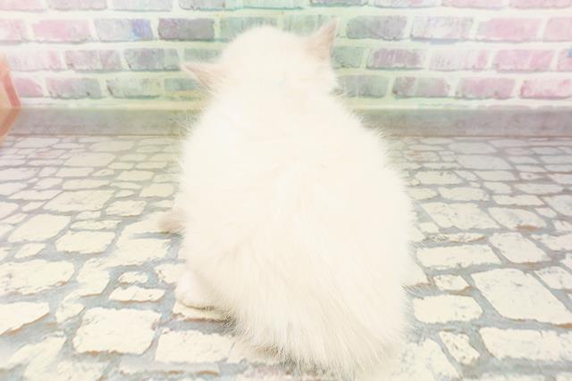 群馬県のラグドール (Coo&RIKU高崎店/2026年4月19日生まれ/男の子/ブルーポイントバイカラー)の子猫の4枚目の画像