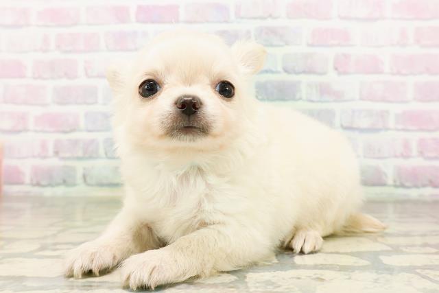 埼玉県のチワワ(ロング) (Coo&RIKUヤオコー幸手店/2026年4月20日生まれ/男の子/クリーム)の子犬の2枚目の画像