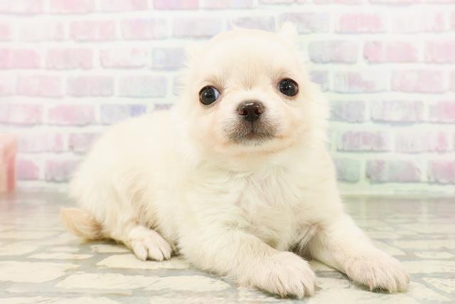 埼玉県のチワワ(ロング) (Coo&RIKUヤオコー幸手店/2026年4月20日生まれ/男の子/クリーム)の子犬の3枚目の画像