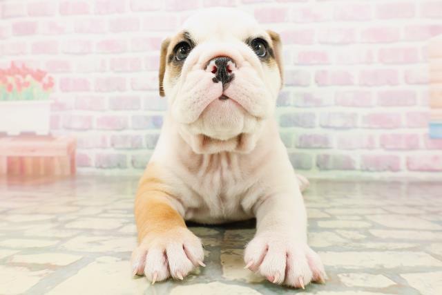 神奈川県のブルドッグ (Coo&RIKU藤沢店/2026年4月21日生まれ/女の子/レッドホワイト)の子犬の1枚目の画像