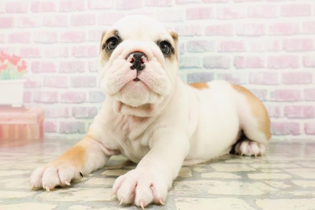 神奈川県のブルドッグ (Coo&RIKU藤沢店/2026年4月21日生まれ/女の子/レッドホワイト)の子犬の2枚目の画像