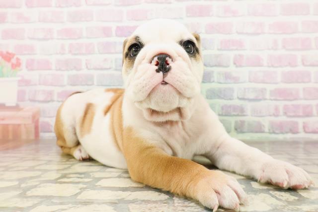 神奈川県のブルドッグ (Coo&RIKU藤沢店/2026年4月21日生まれ/女の子/レッドホワイト)の子犬の3枚目の画像