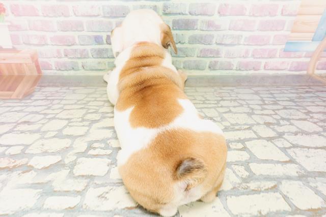 神奈川県のブルドッグ (Coo&RIKU藤沢店/2026年4月21日生まれ/女の子/レッドホワイト)の子犬の4枚目の画像