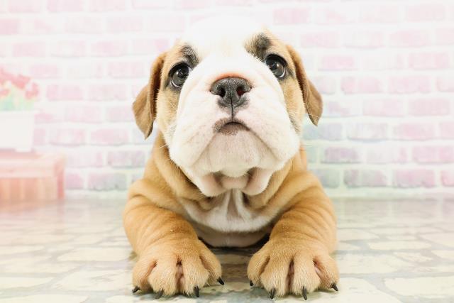 福島県のブルドッグ (Coo&RIKUいわき店/2026年4月21日生まれ/男の子/レッドホワイト)の子犬の1枚目の画像