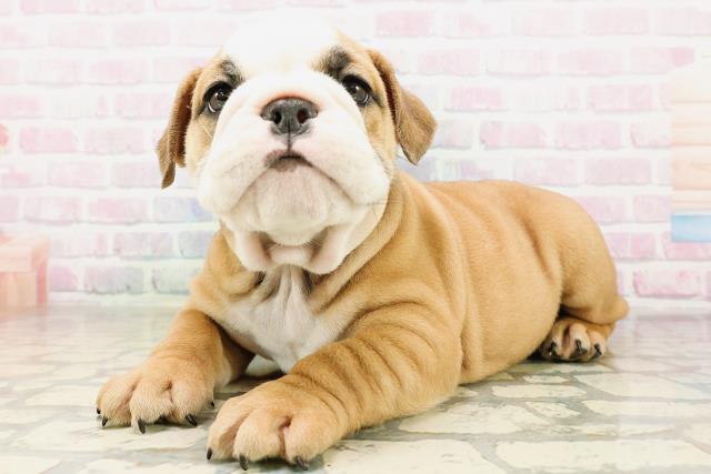 福島県のブルドッグ (Coo&RIKUいわき店/2026年4月21日生まれ/男の子/レッドホワイト)の子犬の2枚目の画像