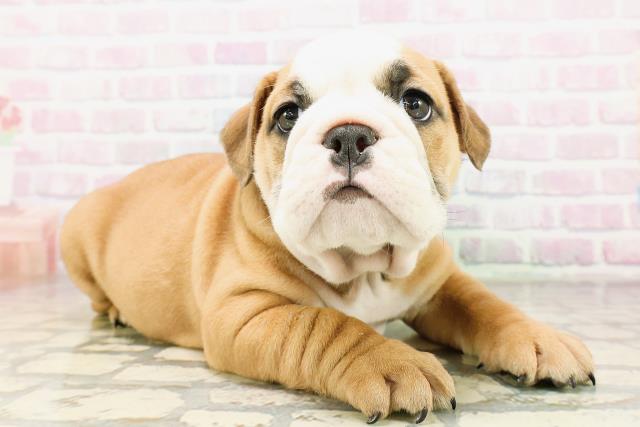 福島県のブルドッグ (Coo&RIKUいわき店/2026年4月21日生まれ/男の子/レッドホワイト)の子犬の3枚目の画像