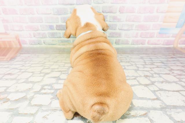 福島県のブルドッグ (Coo&RIKUいわき店/2026年4月21日生まれ/男の子/レッドホワイト)の子犬の4枚目の画像
