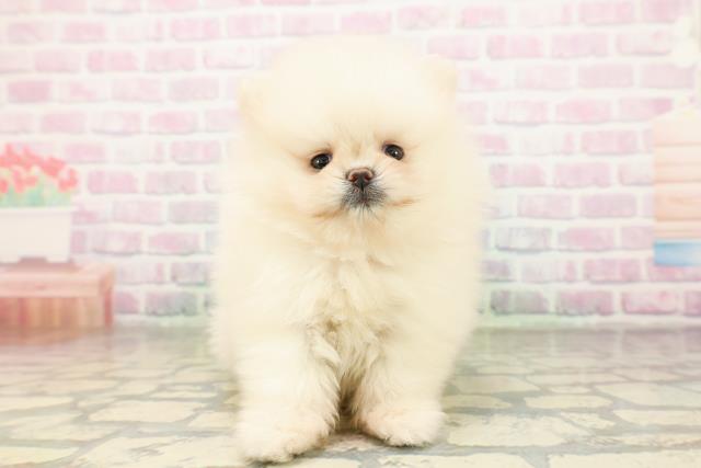 東京都のポメラニアン (Coo&RIKU吉祥寺店/2026年4月18日生まれ/女の子/ホワイト)の子犬の1枚目の画像