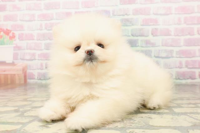 東京都のポメラニアン (Coo&RIKU吉祥寺店/2026年4月18日生まれ/女の子/ホワイト)の子犬の2枚目の画像