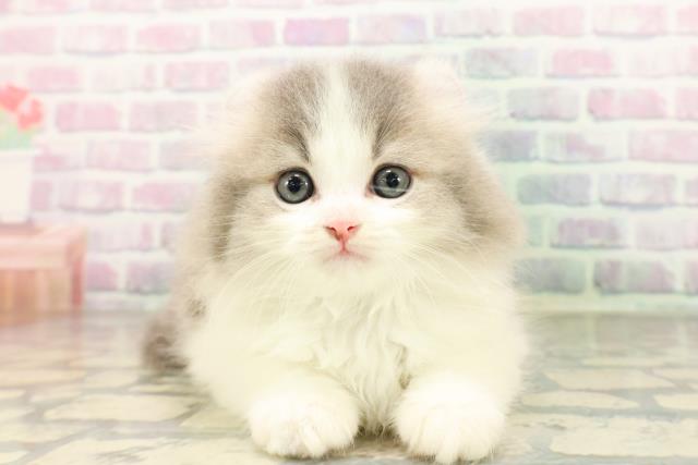 東京都のアメリカンカール (Coo&RIKU新宿三丁目店/2026年4月15日生まれ/男の子/ブルーホワイト)の子猫の1枚目の画像