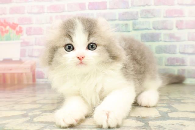 東京都のアメリカンカール (Coo&RIKU新宿三丁目店/2026年4月15日生まれ/男の子/ブルーホワイト)の子猫の2枚目の画像