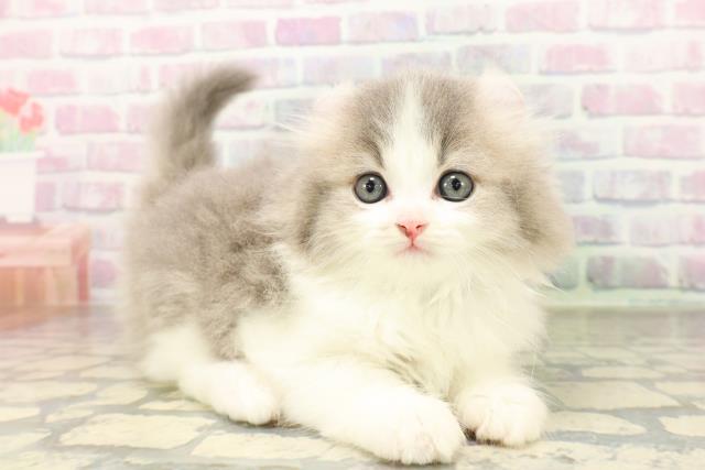 東京都のアメリカンカール (Coo&RIKU新宿三丁目店/2026年4月15日生まれ/男の子/ブルーホワイト)の子猫の3枚目の画像
