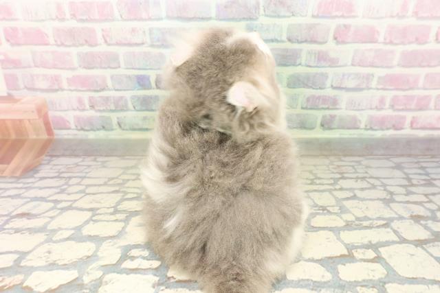 東京都のアメリカンカール (Coo&RIKU新宿三丁目店/2026年4月15日生まれ/男の子/ブルーホワイト)の子猫の4枚目の画像