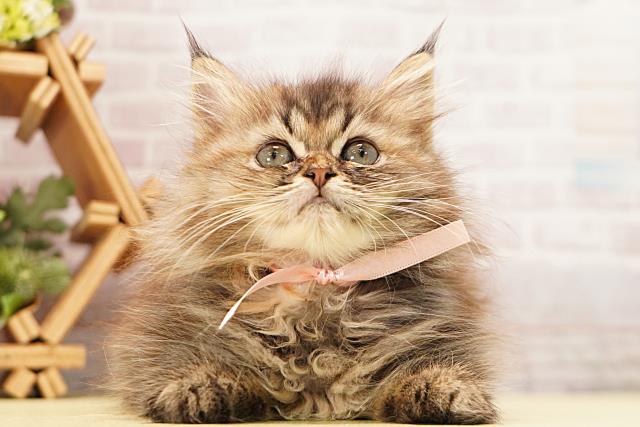 静岡県のラガマフィン (Coo&RIKU掛川店/2026年4月9日生まれ/女の子/ブラウンパッチドタビー)の子猫の1枚目の画像