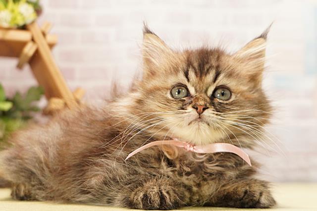 静岡県のラガマフィン (Coo&RIKU掛川店/2026年4月9日生まれ/女の子/ブラウンパッチドタビー)の子猫の2枚目の画像