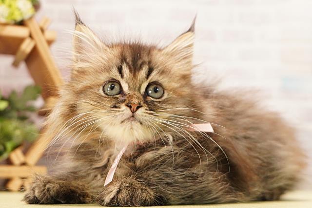 静岡県のラガマフィン (Coo&RIKU掛川店/2026年4月9日生まれ/女の子/ブラウンパッチドタビー)の子猫の3枚目の画像