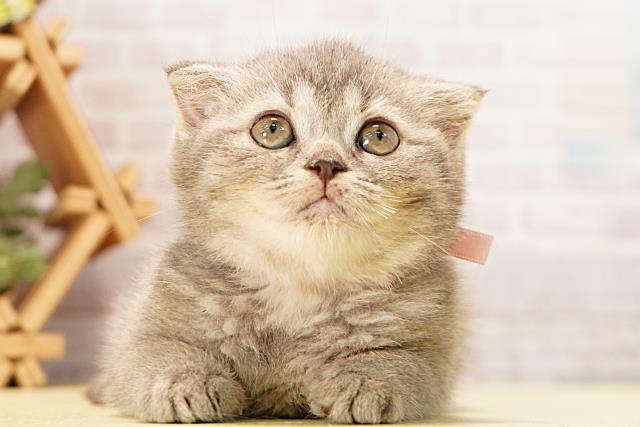 三重県のスコティッシュフォールド (Coo&RIKU四日市店/2026年4月11日生まれ/女の子/ブルータビー)の子猫の1枚目の画像