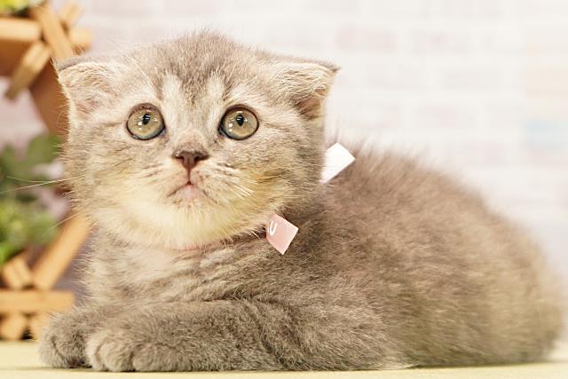 三重県のスコティッシュフォールド (Coo&RIKU四日市店/2026年4月11日生まれ/女の子/ブルータビー)の子猫の3枚目の画像